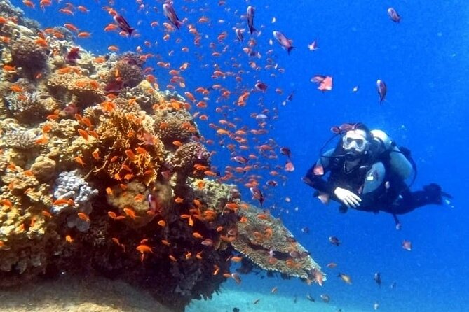 Guided Scuba Diving Adventure in Aqaba - Exploring Aqabas Underwater World