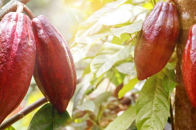 Guided Tour of the Artisan Chocolate Factory in Tuscany - Engaging and Knowledgeable Guides