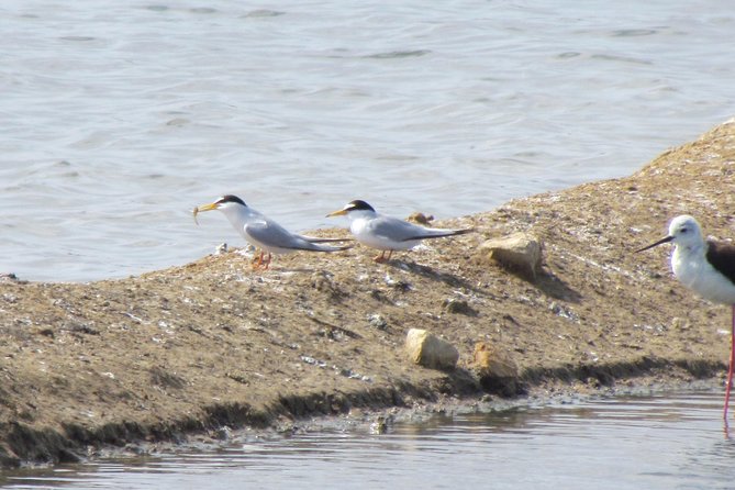 Half-Day Birdwatching Around Tavira - Contact and Support Resources