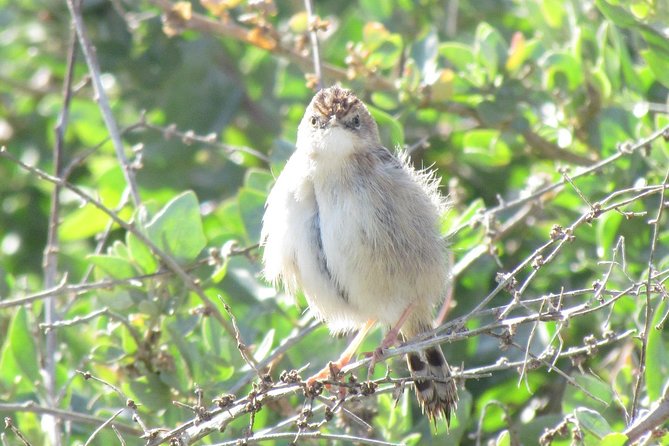 Half-Day Birdwatching at Alvor Dunes - Accessibility Features