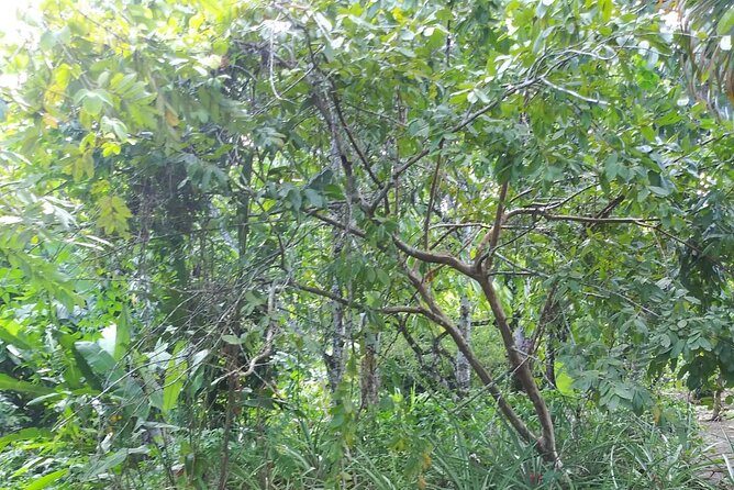 Half Day Dominican Safari Experience ... / Half Day Safari Excursion - Frequently Asked Questions