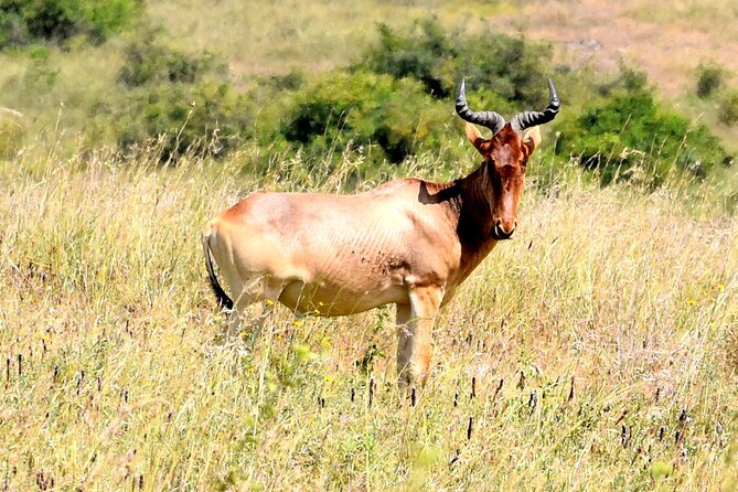 Half Day Nairobi National Park Tour - Inclusions and Exclusions