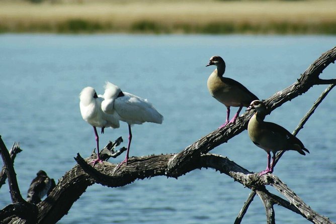 Half Day Safari Tour From Johannesburg - Customer Reviews