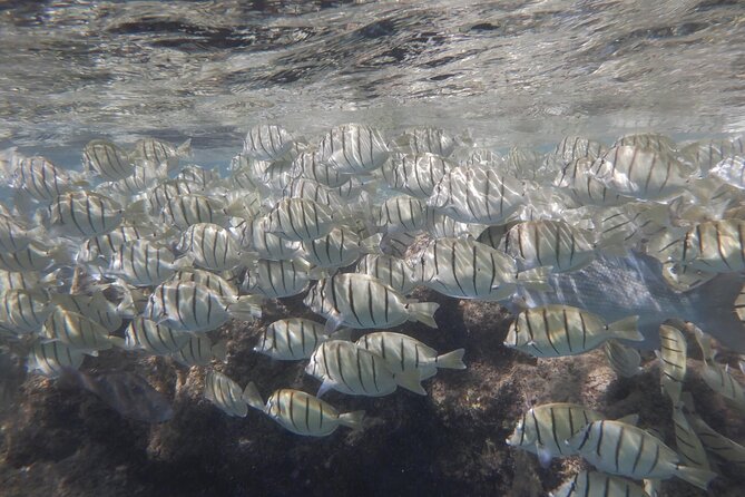 Hanauma Bay Guided Snorkeling Tour - Preparing for Your Snorkeling Adventure