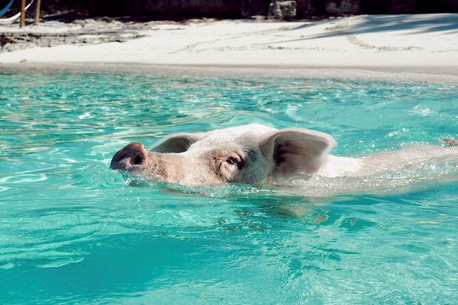 Harbour Island Swimming Pigs and Beaches Boat Tour With Lunch - Reviews and Ratings