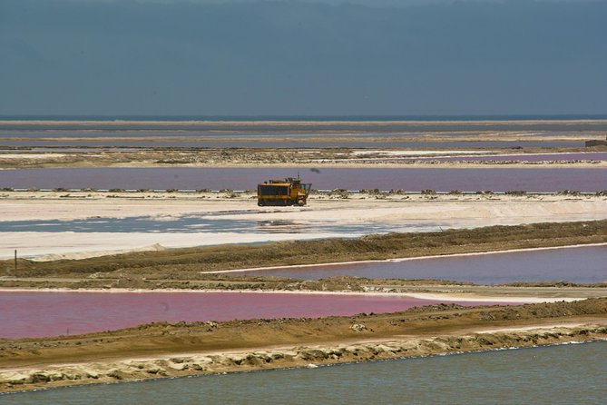 Highlights of Walvis Bay Guided 1/2 Day Tour (Shore Excursion) - Wildlife Sightings Opportunities
