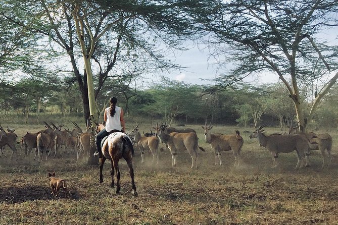 Horse Safaris in Tanzania - Customer Feedback and Ratings