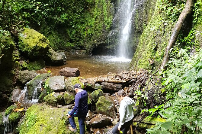 Howler Monkey Tour - Filandia Views And Gastronomy - Private Tour Experience