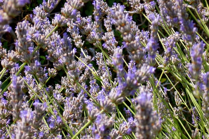 Hvar Lavender Small Group Tour - Scenic Views
