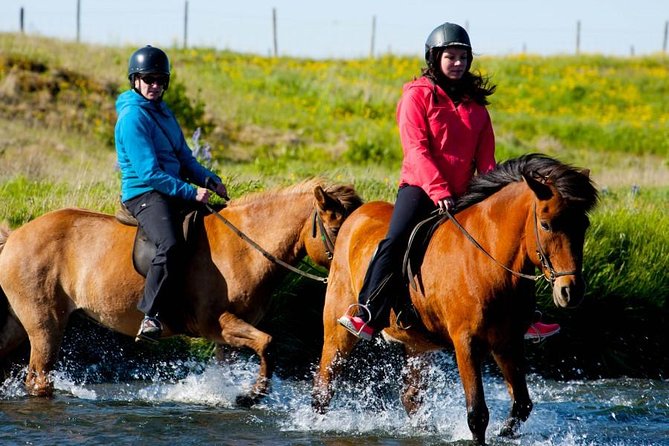 Icelandic Horse Riding and Whale Watching Cruise From Reykjavík - Whats Included in the Tour