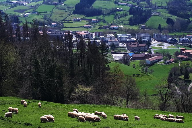 Idiazabal Cheese Tour From San Sebastian - Guided Tour Highlights