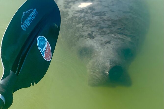 Indian River Clear Bottom Kayak or Paddleboarding Manatee and Dolphin Tour - Whats Included in the Experience