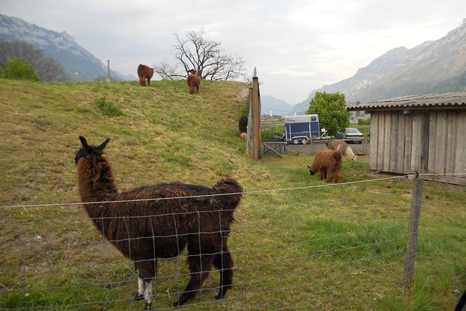 Interlaken Private Tour: Mountains Cows, Thun Lake, and Brienz Lake - Scenic Viewpoint Stop