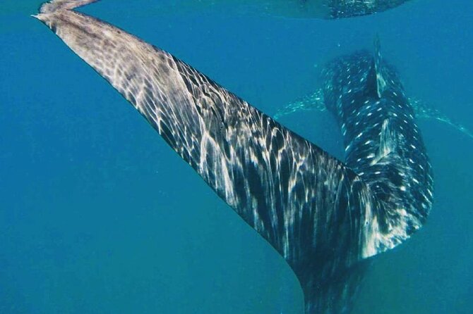 Intimate Eco-Friendly Whale Shark Encounter - Premium Service - Whale Shark Encounters