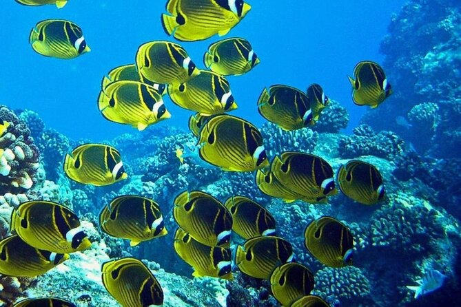 Introductory Beach Scuba Dive - Booking Information