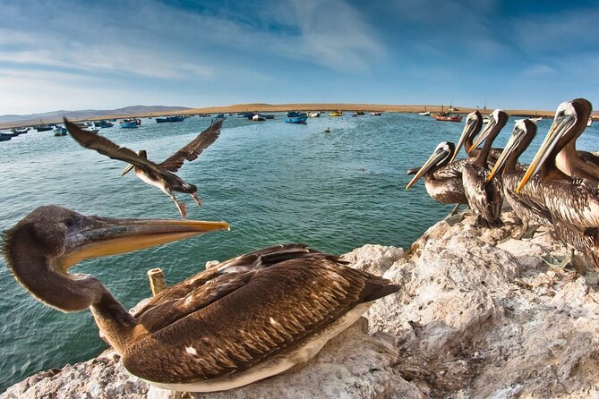 Isla Ballestas, Huacachina - Lima - Reviews and Additional Info