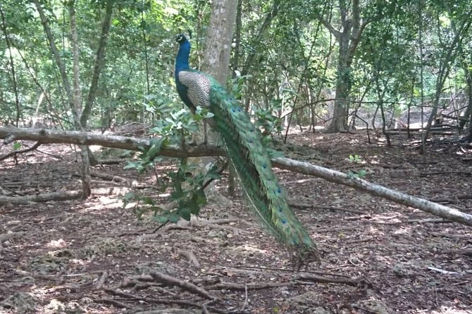 Jozani Forest Reserve Half-Day Guided Tour From Zanzibar - Guided Tour Experience