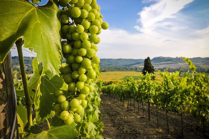 Kakheti Wines and Monuments: Private Tour From Tbilisi - Group Participation and Private Experience