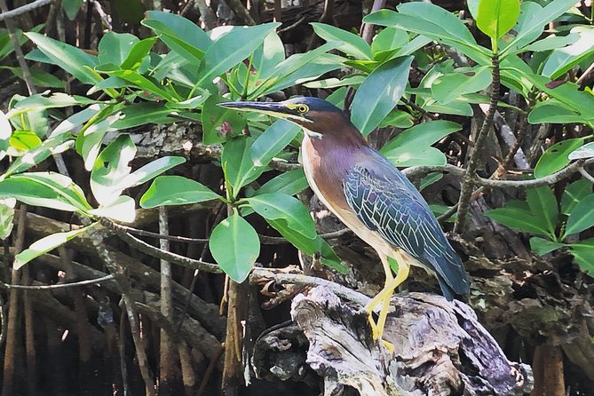 Kayak Adventure Through Laguna Nichupté in Cancun - Wildlife Sightings