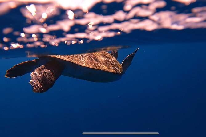 Kayak Safari & Snorkel - Returning to the Starting Point