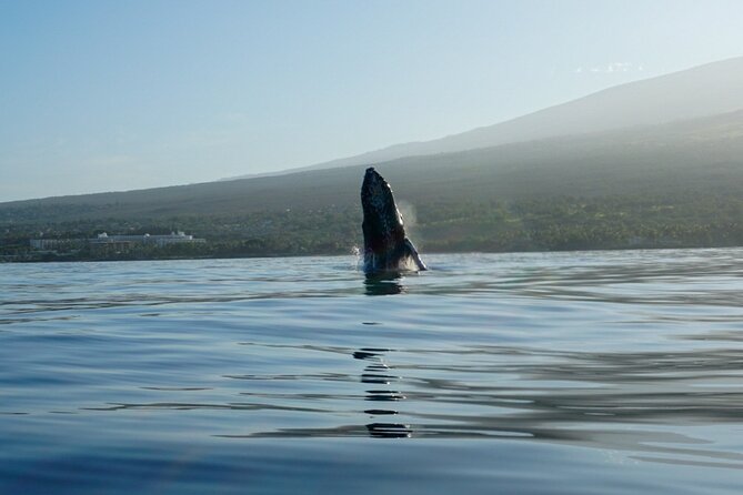 Kayak Whale Watching Tour (7am-10am) - Fitness Requirements