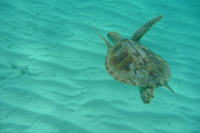 Klein Curacao Daytrip - All Inclusive Full Day Boat Tour - Onsite Exploration