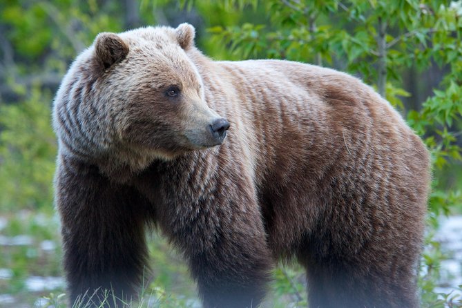 KLUANE NATIONAL PARK - Day-Trip From Whitehorse - Exploring Kluanes Natural Beauty