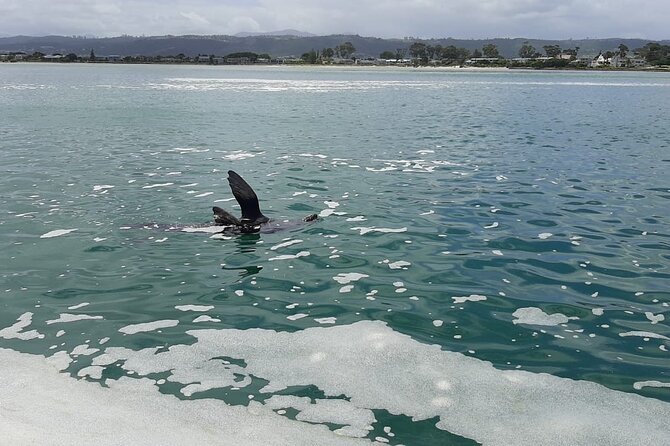 Knysna Lagoon Boat Cruises - Guest Reviews and Ratings
