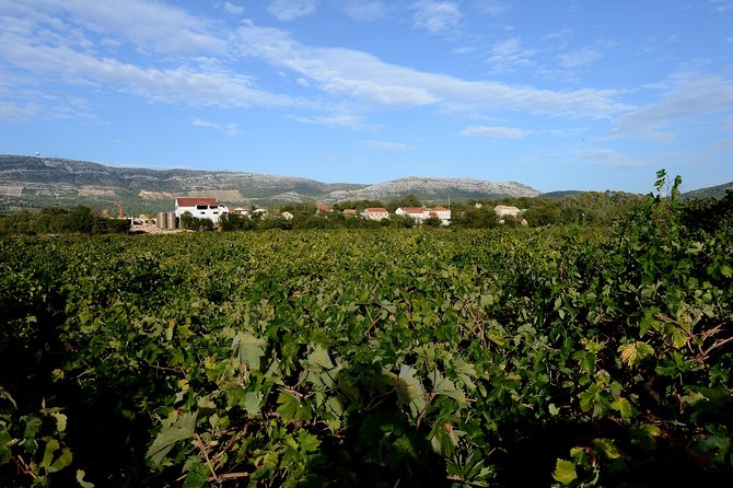 Korcula and Peljesac Tour From Dubrovnik - Recommended Attire and Items