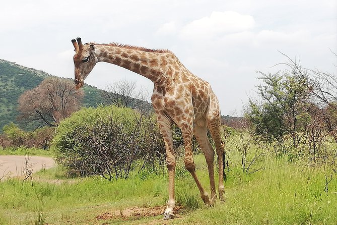 Kruger National Park 2 Days 1 Night Magical Safari From Johannesburg Private - Pricing Details