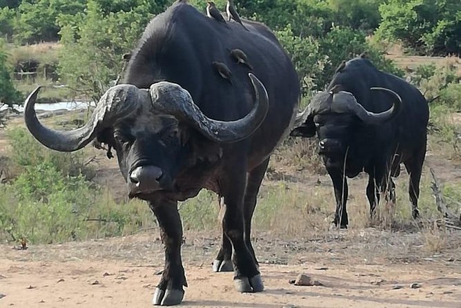 Kruger National Park. 3 Days Best Ever Safari From Cape Town - Transportation and Logistics