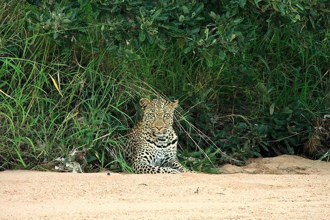 Kruger National Park Full Day Safari Tour - What to Expect