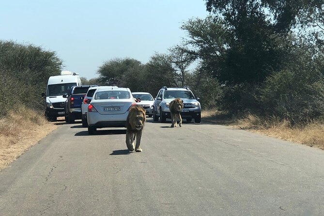 Kruger National Park Full-Day Tour - Highlights of the Tour