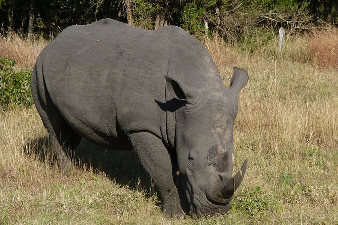 Kruger National Park Morning Game Drive From Hazyview - Convenient Hotel Pickup