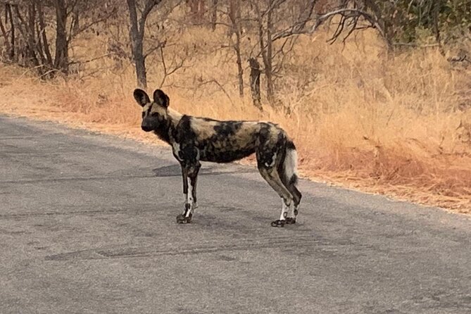 Kruger National Park Private Guided Tour - Customer Reviews and Ratings