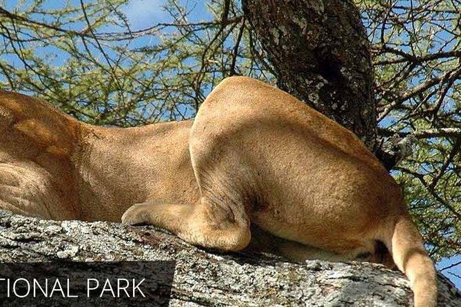 Lake Manyara National Park Full-Day Tour From Arusha - Positive Guest Feedback