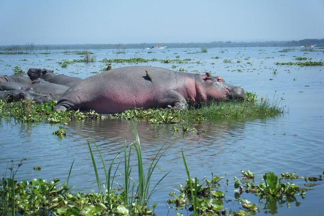 Lake Naivasha Day Tour Including the Crescent Island - Tour Logistics and Requirements