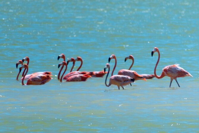 Las Coloradas & Río Lagartos With Boat & Lunch From Mérida - Boat Ride Through Mangroves