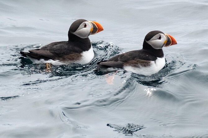 Late Season Puffin & Scenic Coastal Cruise - Alcoholic Beverages and Gratuities