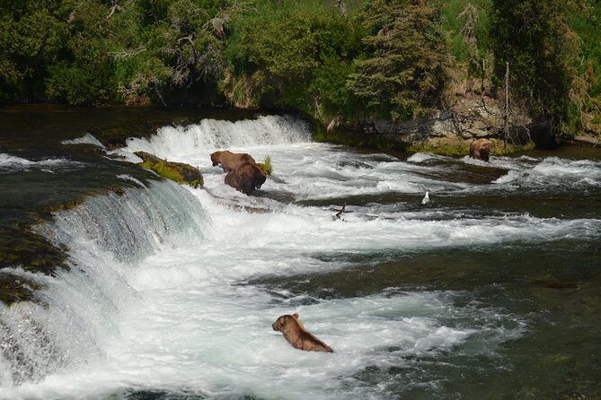 Late Summer Bear Viewing in Katmai National Park - Safety Considerations