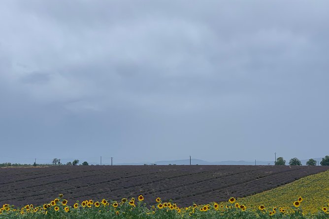 Lavender Fields Visit With Private Transportation  - Marseille - Traveler Photography and Experiences