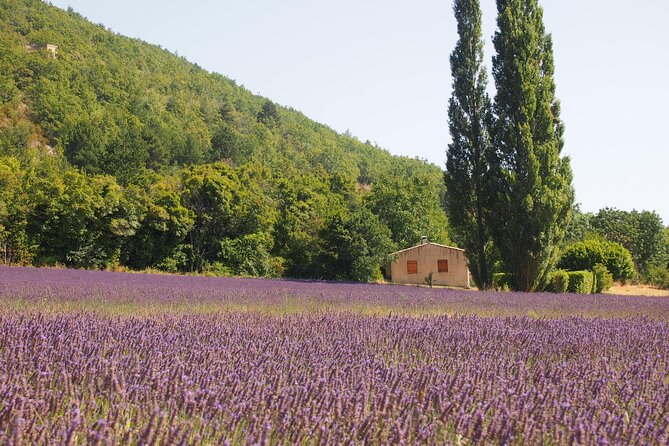 Lavender Full-day Tour in Sault From AIX-EN-PROVENCE - Medical Condition Restrictions