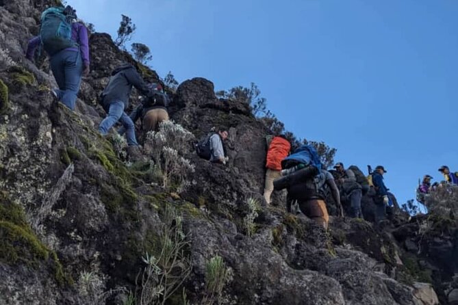 Lemosho Route 8 Days Kilimanjaro Climbing Tour - Tour Highlights and Activities