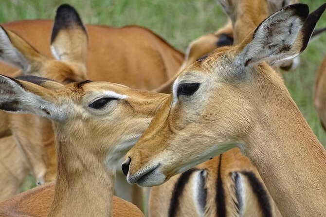 Leopard Luxury Safari in Tanzania - Sustainability Initiatives