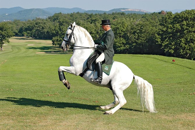 Lipica Stud Farm- Private Experience From Koper - Customer Feedback