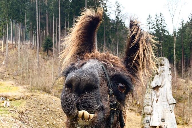 Llama Hike Through the Wonderful Liechtenstein Mountains - Suitability for All Ages
