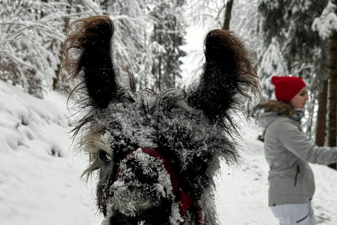Llama Hike With Homemade, Traditional Cheese Fondue - Reviews