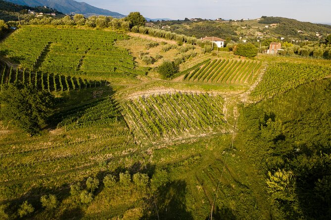 Lucca - Wine Tasting at Tenuta Mareli - Experiencing the Wine Tasting Tour