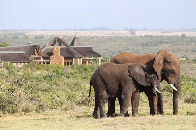 Luxury 2-Day In & Out Garden Route Safari Tour - Registered and Qualified Driver