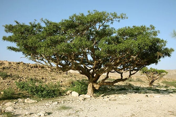 Luxury Overnight Desert Safari in Salalah - Highlights of the Experience